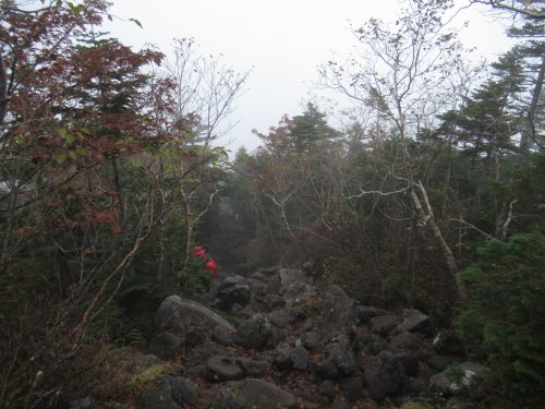登山道